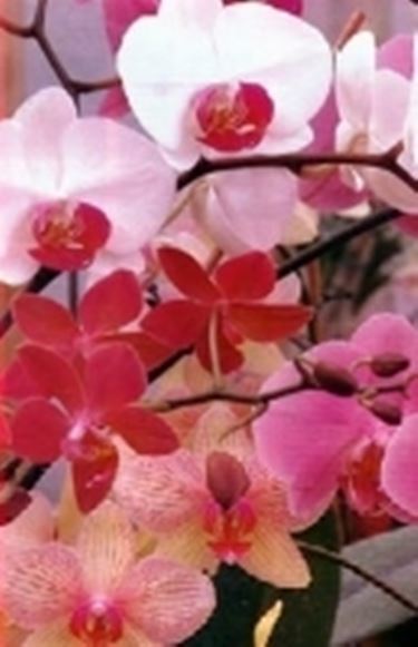 "fiori di orchidea"