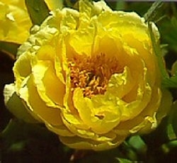 "fiore di peonia giallo"