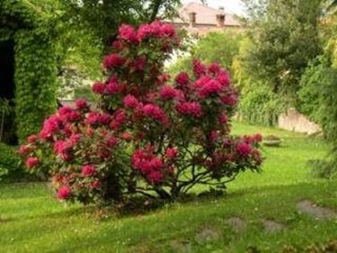 rododendro-potatura_N1